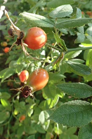 Rosa tomentosa \ Filz-Rose / Whitewoolly Rose, Harsh Downy Rose, D Breuberg 10.9.2016