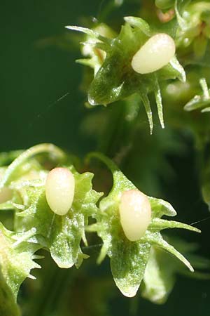 Rumex obtusifolius subsp. obtusifolius \ Stumpfblatt-Ampfer / Broad-Leaved Dock, D Ettenheimmünster 16.7.2019