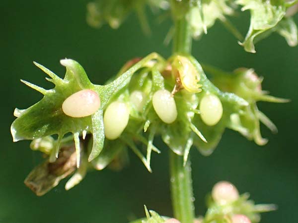 Rumex obtusifolius subsp. obtusifolius \ Stumpfblatt-Ampfer / Broad-Leaved Dock, D Ettenheimmünster 16.7.2019