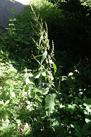 Rumex obtusifolius subsp. obtusifolius \ Stumpfblatt-Ampfer / Broad-Leaved Dock, D Ettenheimmünster 16.7.2019