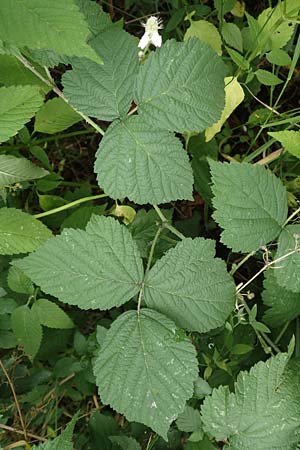 Rubus hadracanthos \ Dickstachelige Haselblatt-Brombeere, D Calden-Ehrsten 29.7.2019