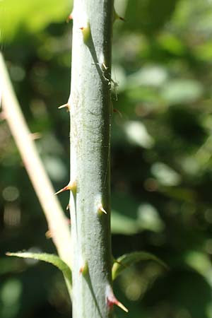 Rubus specB ? \ Haselblatt-Brombeere / Bramble, D Grünberg-Lehnheim 30.7.2019