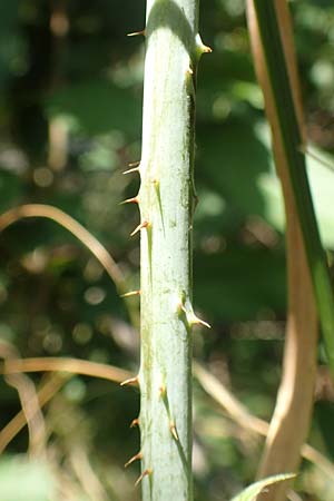 Rubus specB ? \ Haselblatt-Brombeere, D Grünberg-Lehnheim 30.7.2019