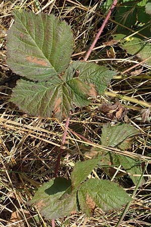 Rubus specB ? \ Haselblatt-Brombeere, D Grünberg-Lehnheim 30.7.2019
