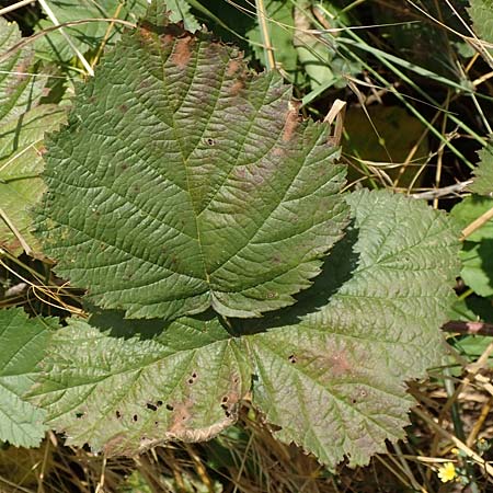 Rubus specB ? \ Haselblatt-Brombeere, D Grünberg-Lehnheim 30.7.2019