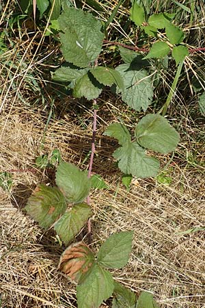 Rubus specB ? \ Haselblatt-Brombeere / Bramble, D Grünberg-Lehnheim 30.7.2019