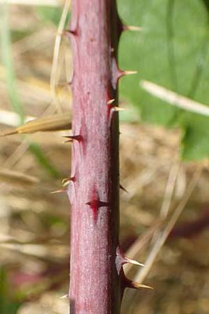 Rubus specB ? \ Haselblatt-Brombeere, D Grünberg-Lehnheim 30.7.2019