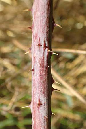 Rubus specB ? \ Haselblatt-Brombeere / Bramble, D Grünberg-Lehnheim 30.7.2019