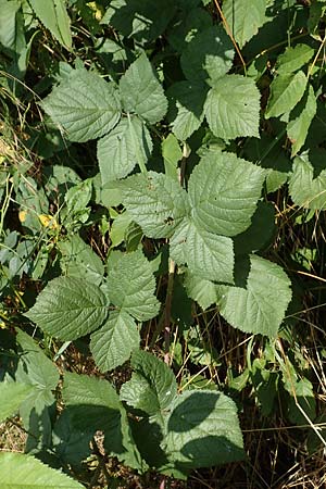 Rubus specB ? \ Haselblatt-Brombeere / Bramble, D Grünberg-Lehnheim 30.7.2019