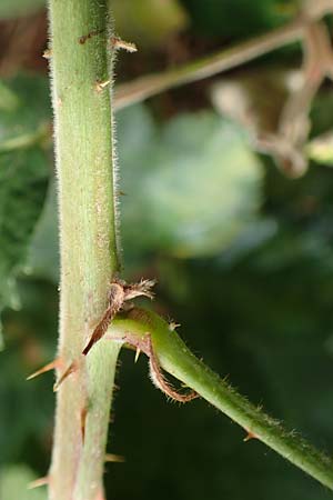 Rubus rotundifoliatus \ Rundblttrige Haselblatt-Brombeere / Round-Leaved Bramble, D Karlsruhe 14.8.2019