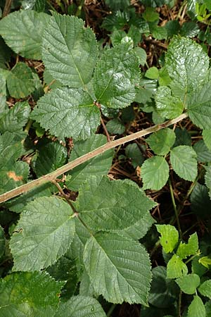 Rubus rotundifoliatus \ Rundblttrige Haselblatt-Brombeere / Round-Leaved Bramble, D Karlsruhe 14.8.2019