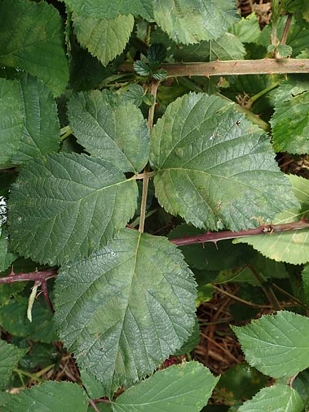 Rubus rotundifoliatus \ Rundblättrige Haselblatt-Brombeere, D Karlsruhe 14.8.2019