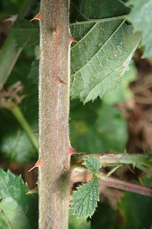 Rubus rotundifoliatus \ Rundblättrige Haselblatt-Brombeere, D Karlsruhe 14.8.2019