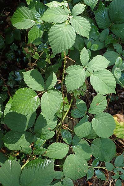 Rubus transvestitus \ Verkleidete Brombeere, Falsche Samt-Brombeere / False Velvet Bramble, D Karlsruhe 18.8.2019