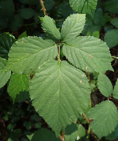 Rubus transvestitus \ Verkleidete Brombeere, Falsche Samt-Brombeere / False Velvet Bramble, D Karlsruhe 18.8.2019