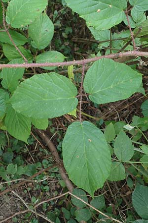 Rubus tereticaulis \ Rundstngelige Brombeere, D Ettlingen-Schluttenbach 18.8.2019