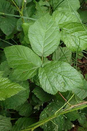 Rubus tenuihabitus ? \ Zarte Haselblatt-Brombeere / Tiny Bramble, D Fröndenberg-Hohenheide 11.6.2020