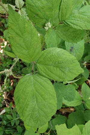 Rubus specL ? \ Brombeere / Bramble, D Steinau an der Straße-Seidenroth 20.6.2020