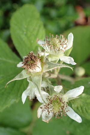 Rubus specL ? \ Brombeere / Bramble, D Steinau an der Straße-Seidenroth 20.6.2020