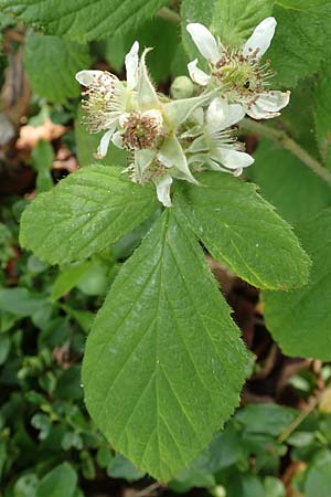 Rubus specL ? \ Brombeere / Bramble, D Steinau an der Straße-Seidenroth 20.6.2020