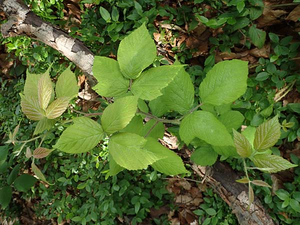 Rubus specL ? \ Brombeere / Bramble, D Steinau an der Straße-Seidenroth 20.6.2020