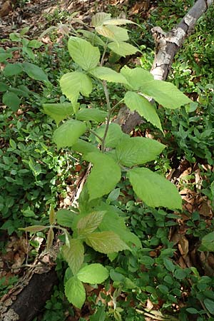 Rubus specL ? \ Brombeere / Bramble, D Steinau an der Straße-Seidenroth 20.6.2020