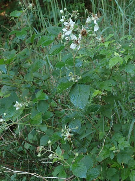 Rubus specL ? \ Brombeere, D Spessart, Jossa 21.6.2020