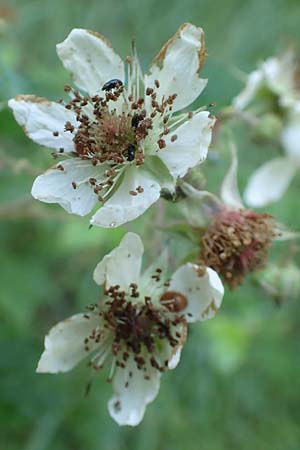 Rubus specL ? \ Brombeere / Bramble, D Spessart, Jossa 21.6.2020