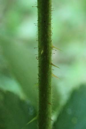 Rubus specL ? \ Brombeere / Bramble, D Spessart, Jossa 21.6.2020
