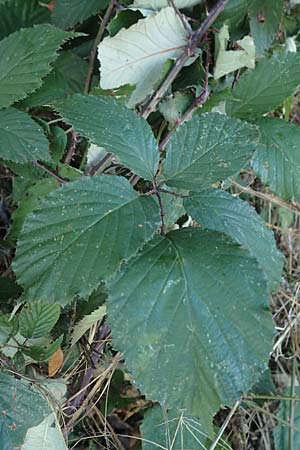 Rubus tuberculatiformis ? \ Falsche Höckerige Haselblatt-Brombeere, D Hördinghausen-Dahlinghausen 10.9.2020