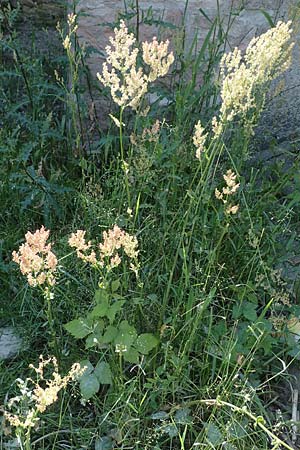 Rumex thyrsiflorus \ Straubltiger Sauer-Ampfer / Thyrse Sorrel, D Mannheim 19.6.2021