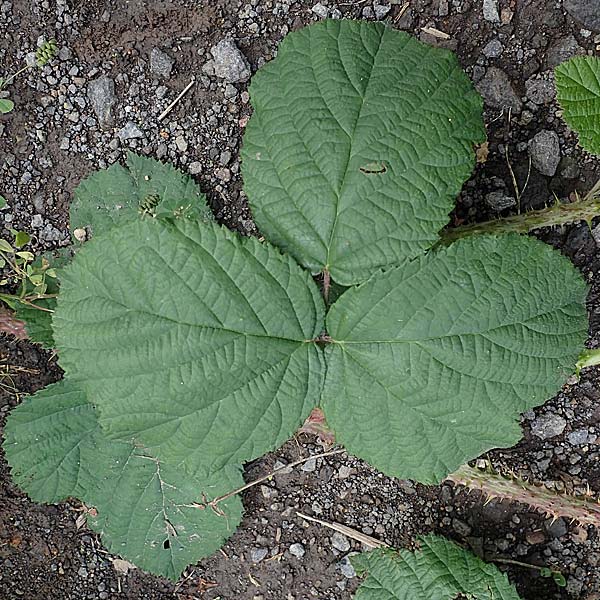 Rubus tuberculatus \ Hckerige Haselblatt-Brombeere / Tubercular Bramble, D Vogelsberg, Lehnheim 8.8.2021