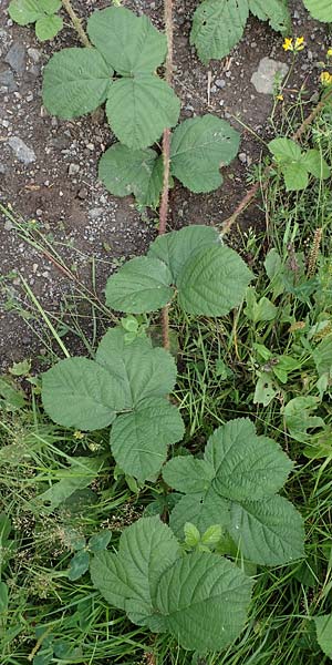 Rubus tuberculatus / Tubercular Bramble, D Vogelsberg, Lehnheim 8.8.2021