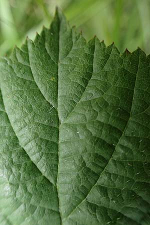 Rubus tuberculatus \ Hckerige Haselblatt-Brombeere / Tubercular Bramble, D Vogelsberg, Lehnheim 8.8.2021