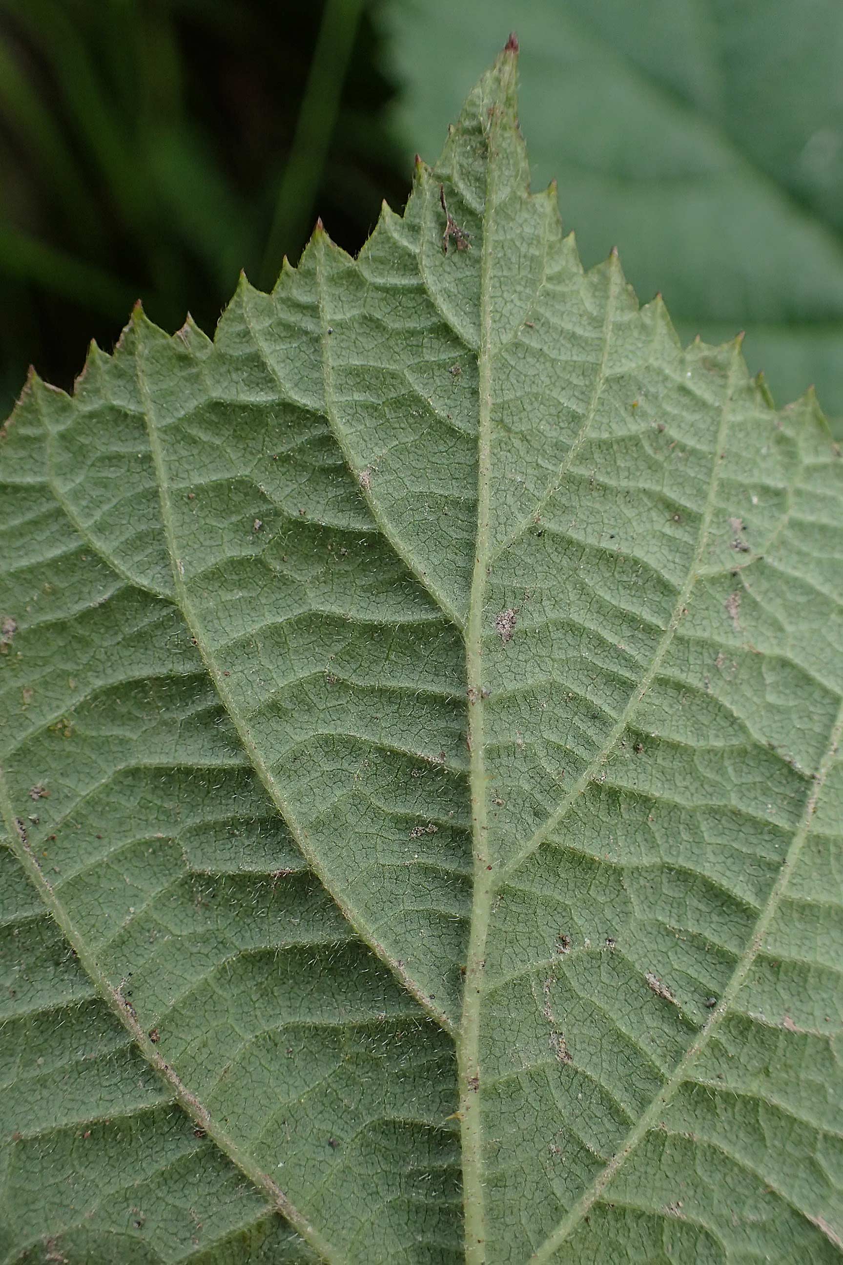 Rubus tuberculatus \ Hckerige Haselblatt-Brombeere / Tubercular Bramble, D Vogelsberg, Lehnheim 8.8.2021