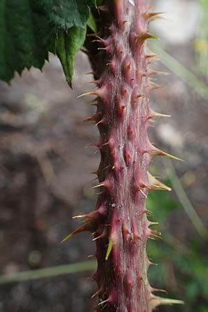 Rubus tuberculatus / Tubercular Bramble, D Vogelsberg, Lehnheim 8.8.2021