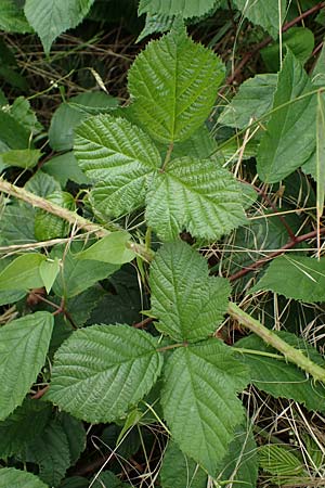 Rubus tuberculatus \ Hckerige Haselblatt-Brombeere / Tubercular Bramble, D Vogelsberg, Lehnheim 8.8.2021