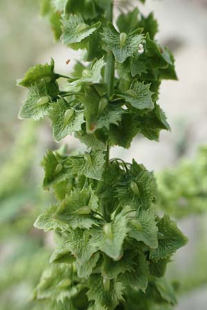 Rumex stenophyllus / Narrowleaf Dock, D Ludwigshafen 9.9.2017