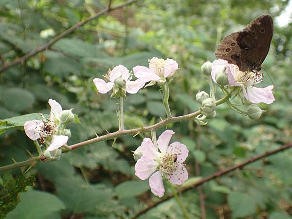 Rubus schnedleri \ Schnedlers Brombeere / Schnedler's Bramble, D Odenwald, Fürth 5.7.2018