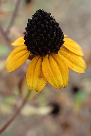 Rudbeckia triloba \ Dreilappiger Sonnenhut, Oktober-Sonnenhut, D Mannheim 22.9.2018