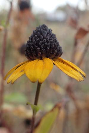 Rudbeckia triloba \ Dreilappiger Sonnenhut, Oktober-Sonnenhut, D Mannheim 22.9.2018