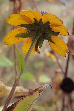 Rudbeckia triloba \ Dreilappiger Sonnenhut, Oktober-Sonnenhut / Brown-Eyed Susan, Three-Leaved Coneflower, D Mannheim 22.9.2018