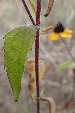 Rudbeckia triloba \ Dreilappiger Sonnenhut, Oktober-Sonnenhut, D Mannheim 22.9.2018