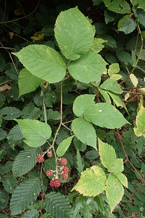 Rubus elegans ? \ Vielschwnzige Brombeere, D Bad Dürkheim-Hardenburg 11.8.2019