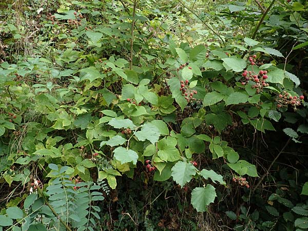 Rubus elegans ? \ Vielschwänzige Brombeere, D Bad Dürkheim-Hardenburg 11.8.2019