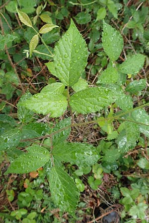 Rubus radula \ Raspel-Brombeere / File-Stemmed Bramble, D Rheinstetten-Silberstreifen 14.8.2019