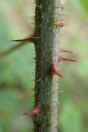 Rubus radula \ Raspel-Brombeere, D Rheinstetten-Silberstreifen 14.8.2019