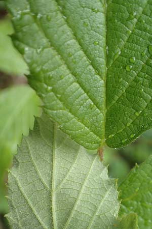 Rubus radula \ Raspel-Brombeere, D Rheinstetten-Silberstreifen 14.8.2019