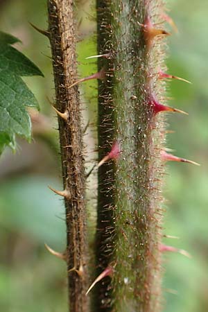 Rubus radula \ Raspel-Brombeere / File-Stemmed Bramble, D Rheinstetten-Silberstreifen 14.8.2019