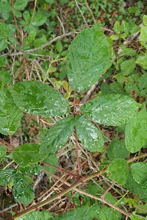 Rubus radula \ Raspel-Brombeere / File-Stemmed Bramble, D Rheinstetten-Silberstreifen 14.8.2019